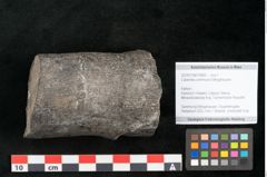 Foto (Objekt + Etikett) von Calamites communis Ettingshausen (NHMW-GEO-2024-0188-10965)